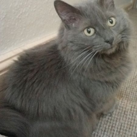 Missing Semi-Long Hair Cats in Goldthorpe