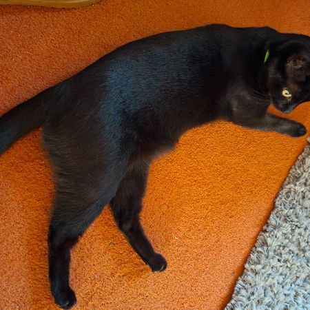 Missing Mixed Breed Cats in Bicester.