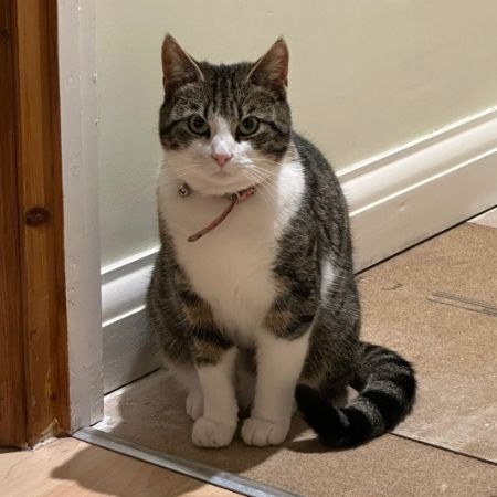 Missing Domestic Short Hair Cats in Bristol