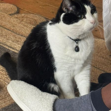 Missing Domestic Short Hair Cats in Camden 