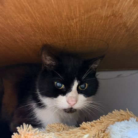 Missing Domestic Short Hair Cats in Byfleet