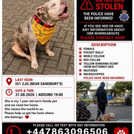 Missing Bulldog Dogs in Ilford 