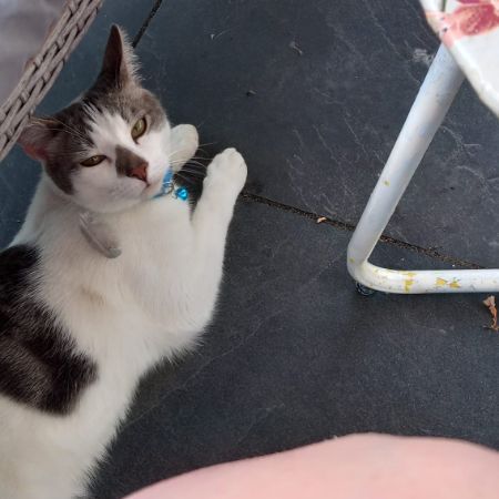 Missing Tabby Cats in Tewkesbury