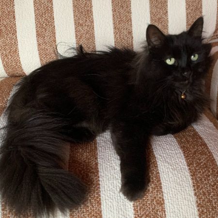 Missing Semi-Long Hair Cats in Liverpool