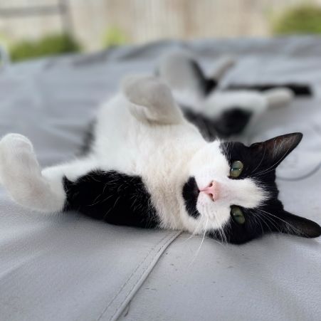 Missing Mixed Breed Cats in Blyth