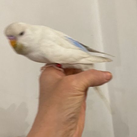 Missing Budgie Birds in Worcester