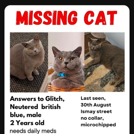 Missing British Blue Cats in Ismay Street, Walton