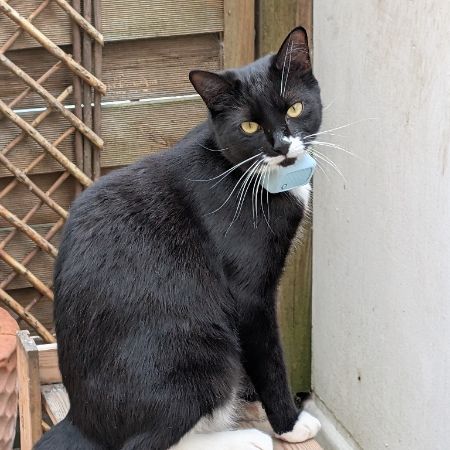 Missing Domestic Short Hair Cats in London