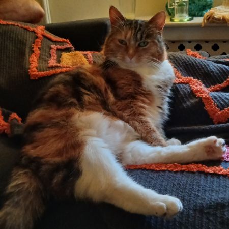 Missing Unknown - Other Cats in Wellington 
