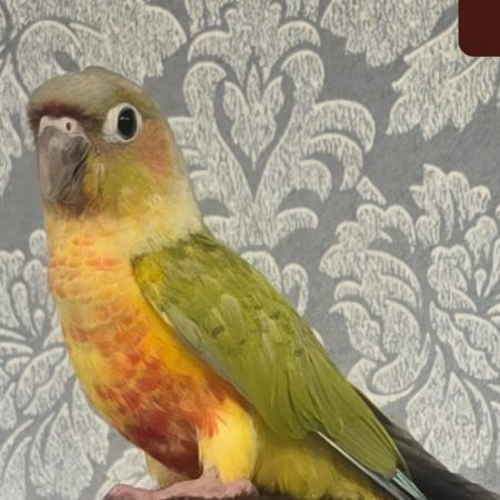 Missing Parrot, Parakeet Birds in Grays