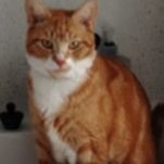 Missing Domestic Short Hair Cats in Sheerness
