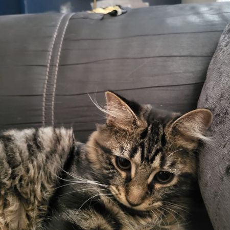 Missing Semi-Long Hair Cats in Wealdstone 