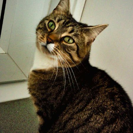 Missing Bengal Cats in Dartford 