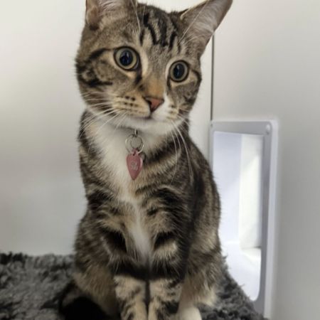 Missing Moggy Cats in Farnham Royal