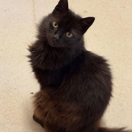 Missing Norwegian Forest Cats in Haverfordwest