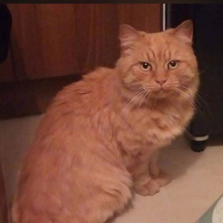 Missing Maine Coon Cats in Maidenhead 