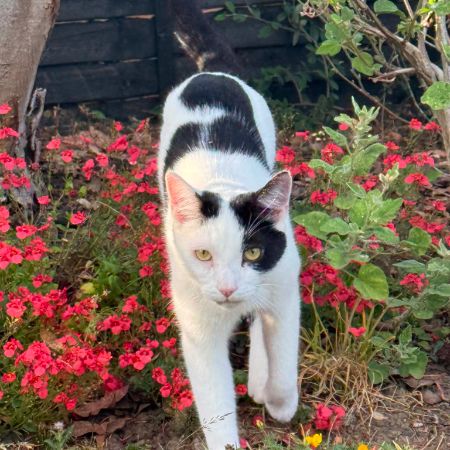 Missing Domestic Short Hair Cats in Nedging Tye