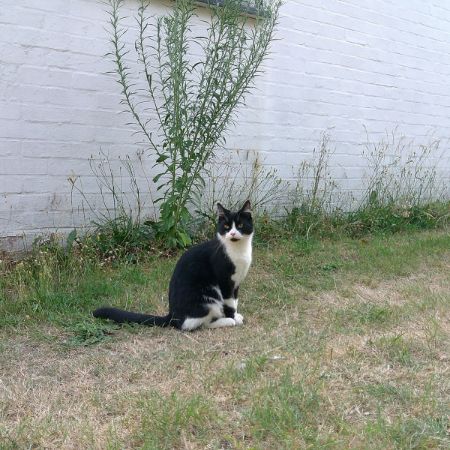 Missing Domestic Short Hair Cats in Ashwell