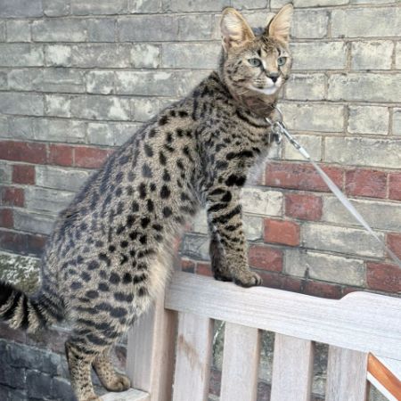 Missing Savannah Cats in Cranfield 