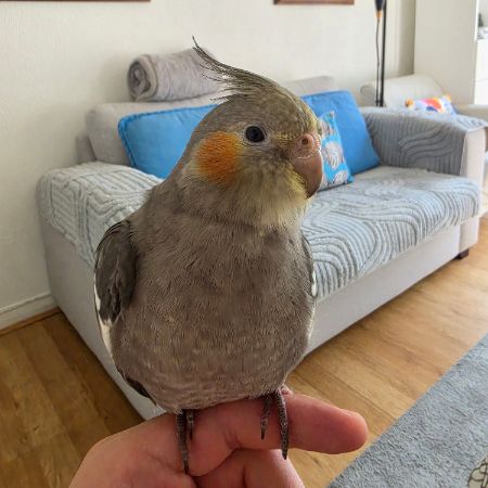 Missing Cockatiel Birds in Fulham