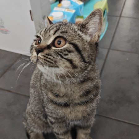 Missing British Short Hair Cats in Gislingham, Eye