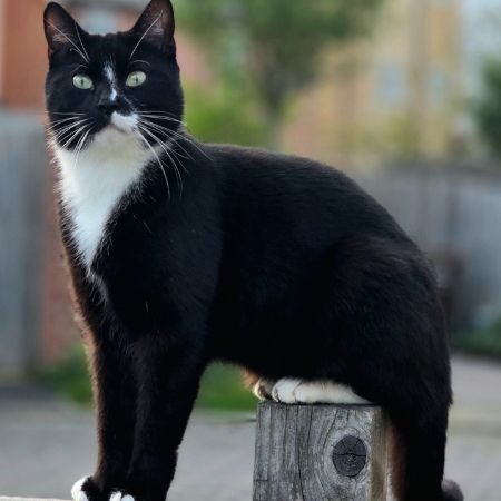 Missing British Short Hair Cats in Andover