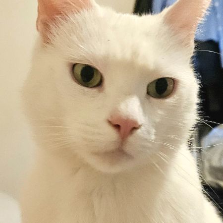 Missing Moggy Cats in Harold Wood