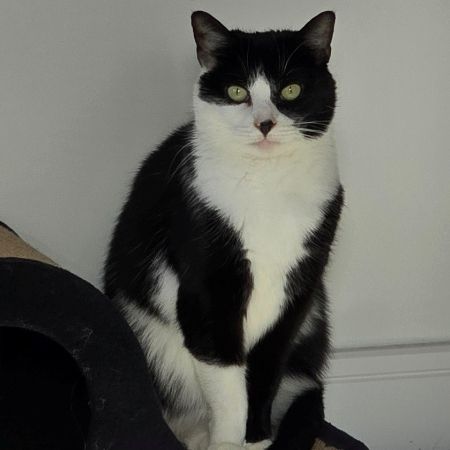 Missing Domestic Short Hair Cats in Willington