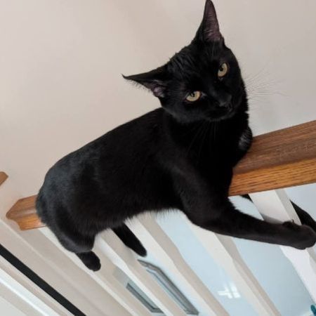 Missing Domestic Short Hair Cats in Caldicot