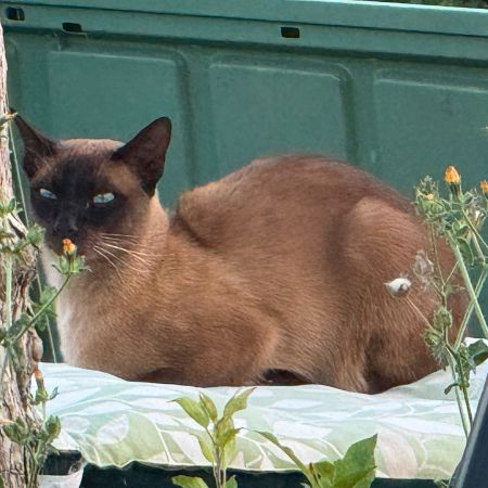 Missing Tonkinese Cats in Isle Abbotts 