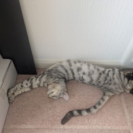 Missing Bengal Cats in Horndon-on-the-Hill