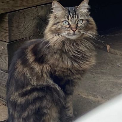Missing Tabby Cats in Tufnell Park / London