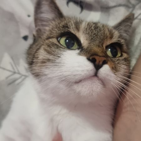 Missing Domestic Short Hair Cats in West Croydon