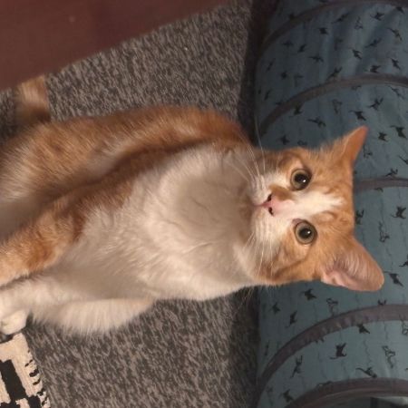 Missing Mixed Breed Cats in Alvaston