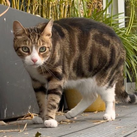 Missing Domestic Short Hair Cats in Bromley