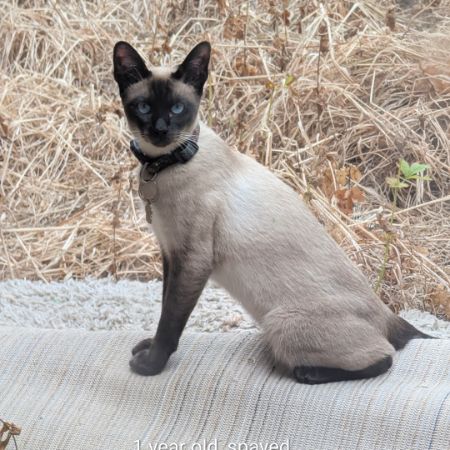 Missing Siamese Cats in Brookside, Telford 