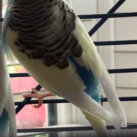 Missing Budgie Birds in Kempsey Worcester 