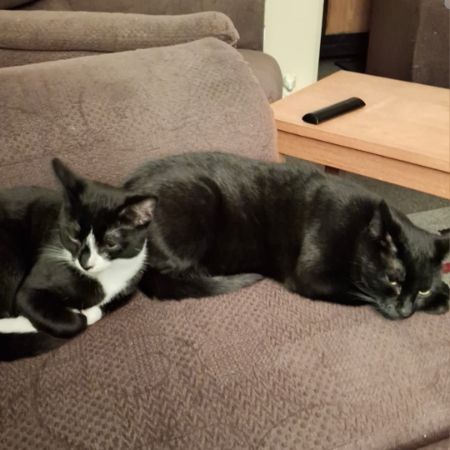 Missing Domestic Short Hair Cats in Bristol