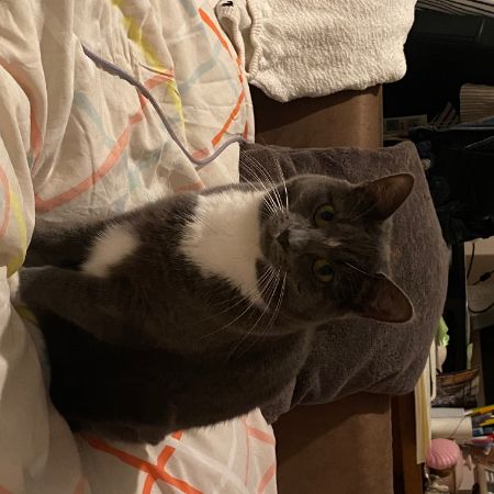Missing Unknown - Other Cats in Hackney