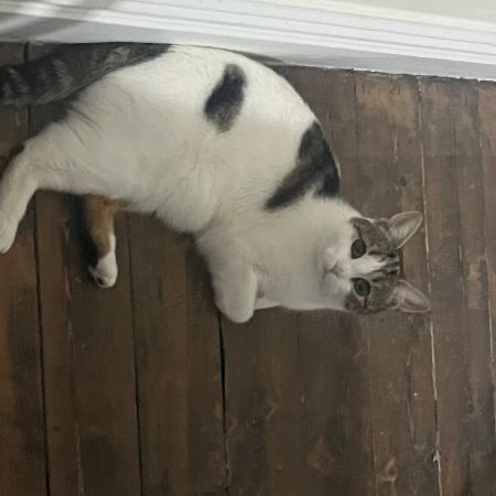 Missing Domestic Short Hair Cats in Nottingham