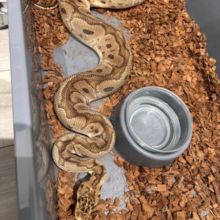 Missing Python Snakes in Peterborough