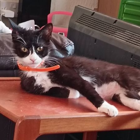 Missing Maine Coon Cats in Plymouth