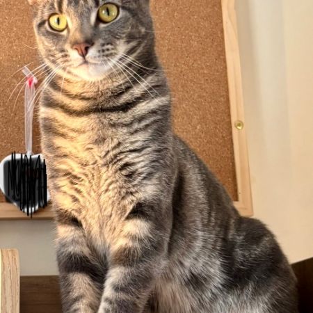 Missing Tabby Cats in Ledbury