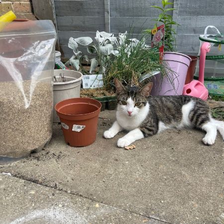 Missing British Short Hair Cats in Kenton East NW London 