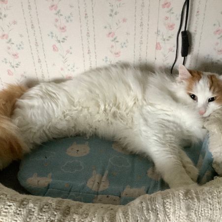 Missing Turkish Van Cats in Emsworth