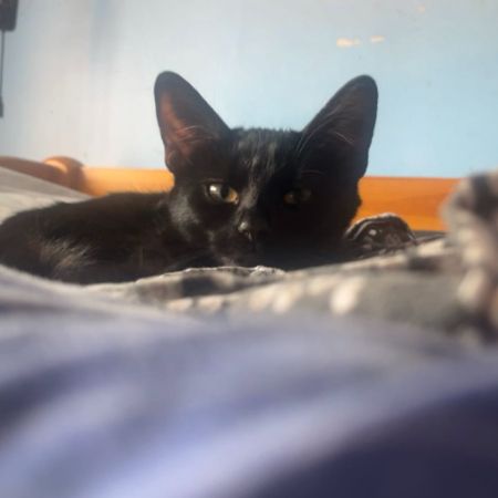 Missing Domestic Short Hair Cats in Dagenham