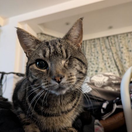 Missing Domestic Short Hair Cats in London