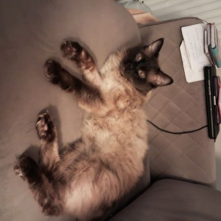 Missing Ragdoll Cats in WITNEY