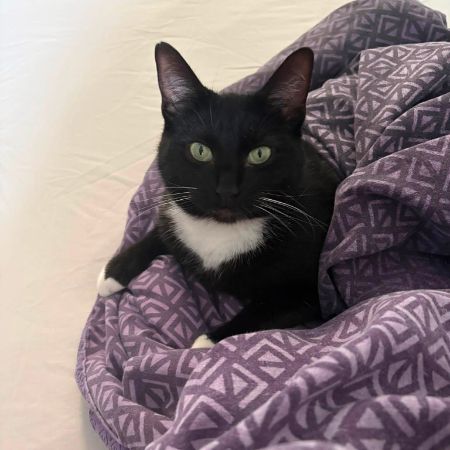 Missing Domestic Short Hair Cats in Bristol