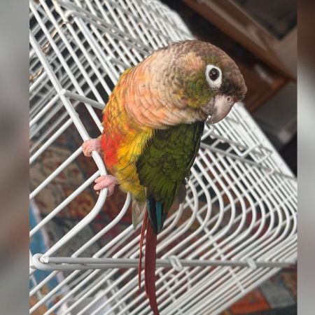 Missing Parrot, Parakeet Birds in Great Barr ,Birmingham 